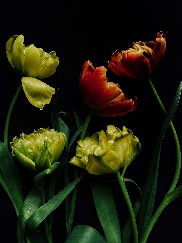 Фотография автора Олена Уманцева