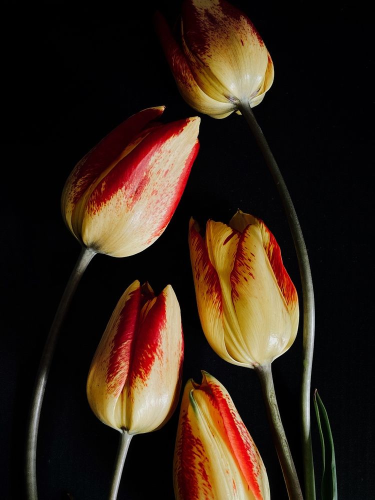 Фотография автора Олена Уманцева