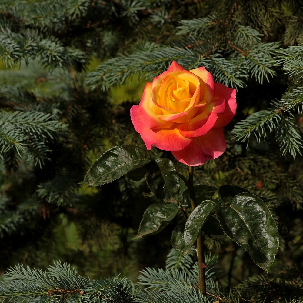 Фотография автора Александр Кожевников