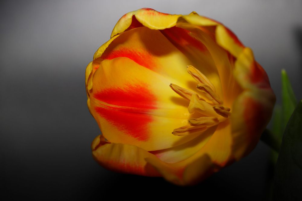 Желто - красный тюльпан.