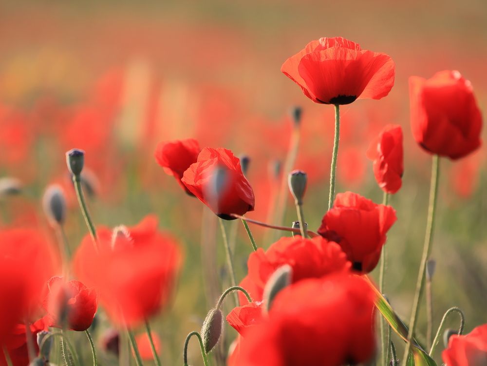 Photograph by Светлана Ханина