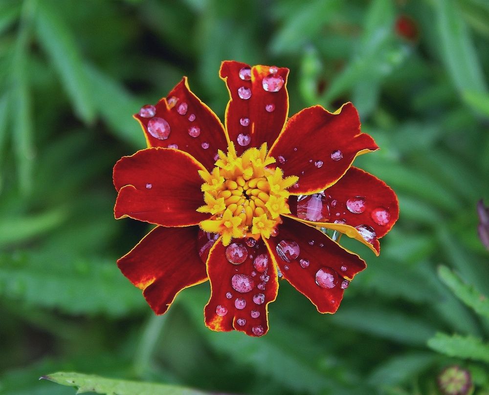 Photograph by Юлия Иванова