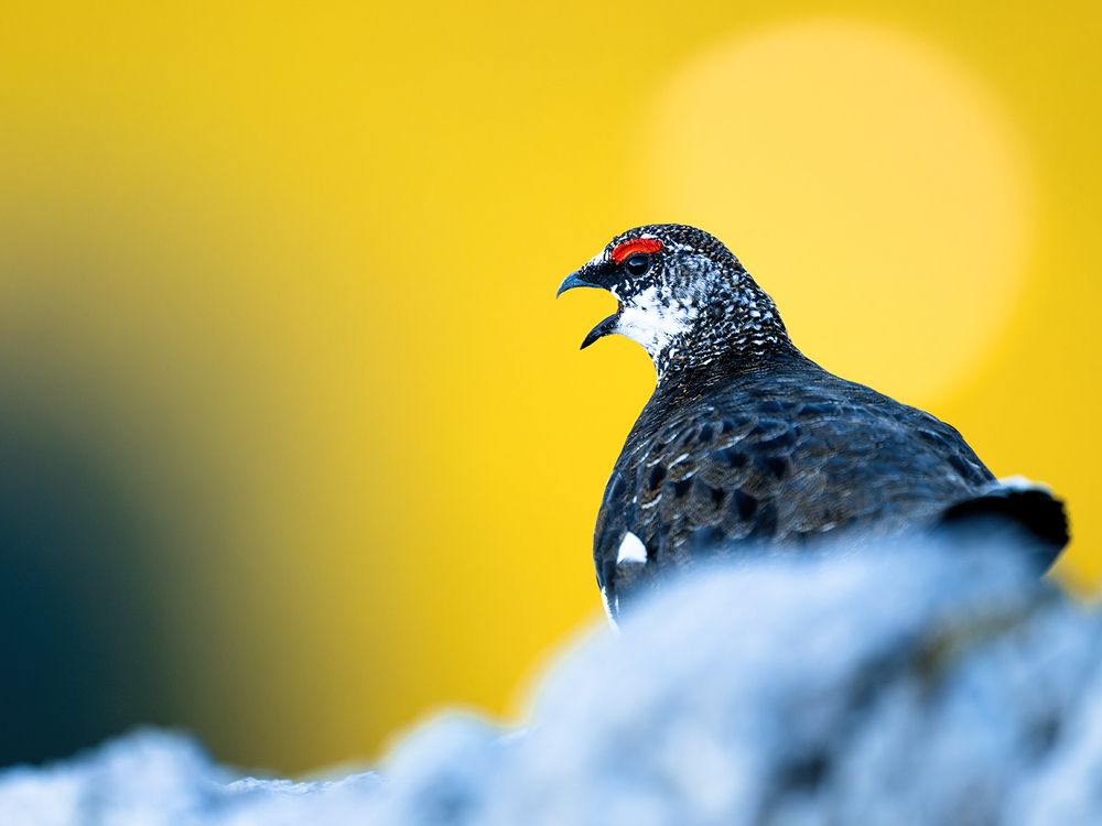 Фотография автора Ervin Horesnyik