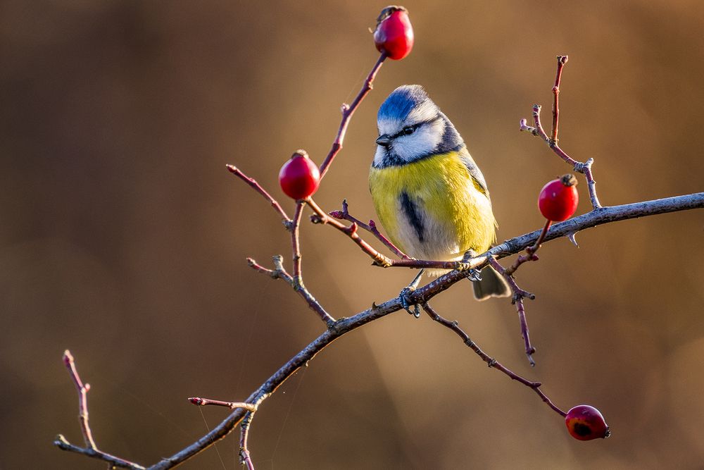 Фотография автора Ervin Horesnyik