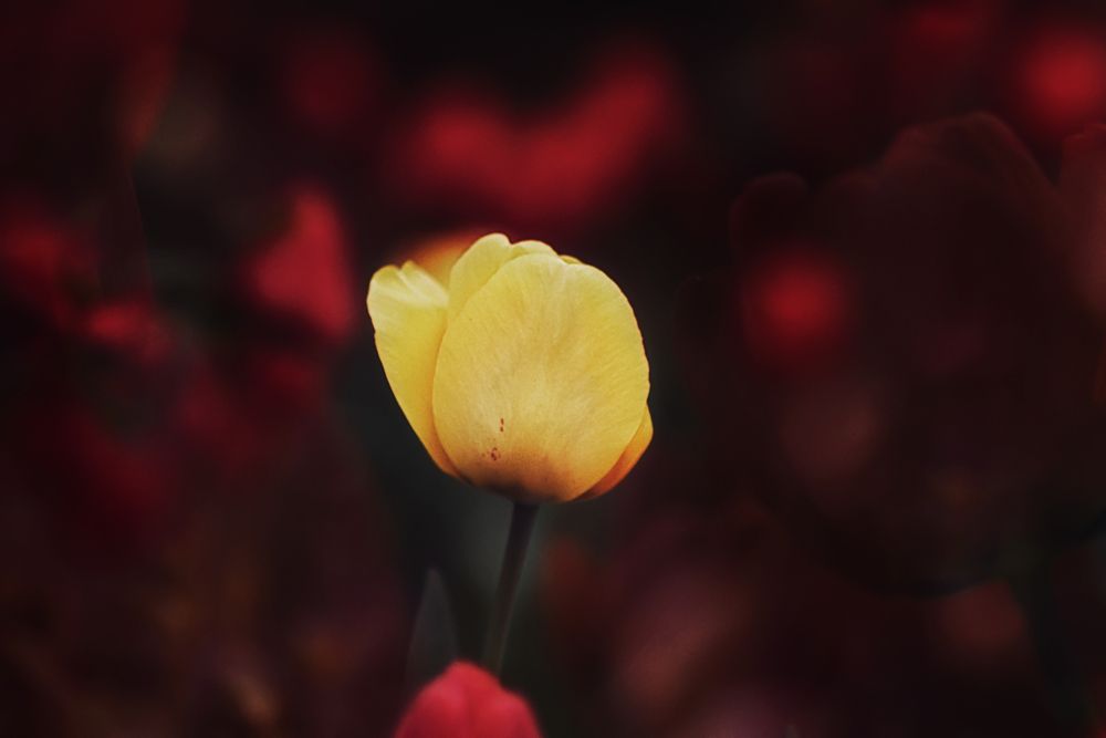 Фотография автора Оксана Пономаренко