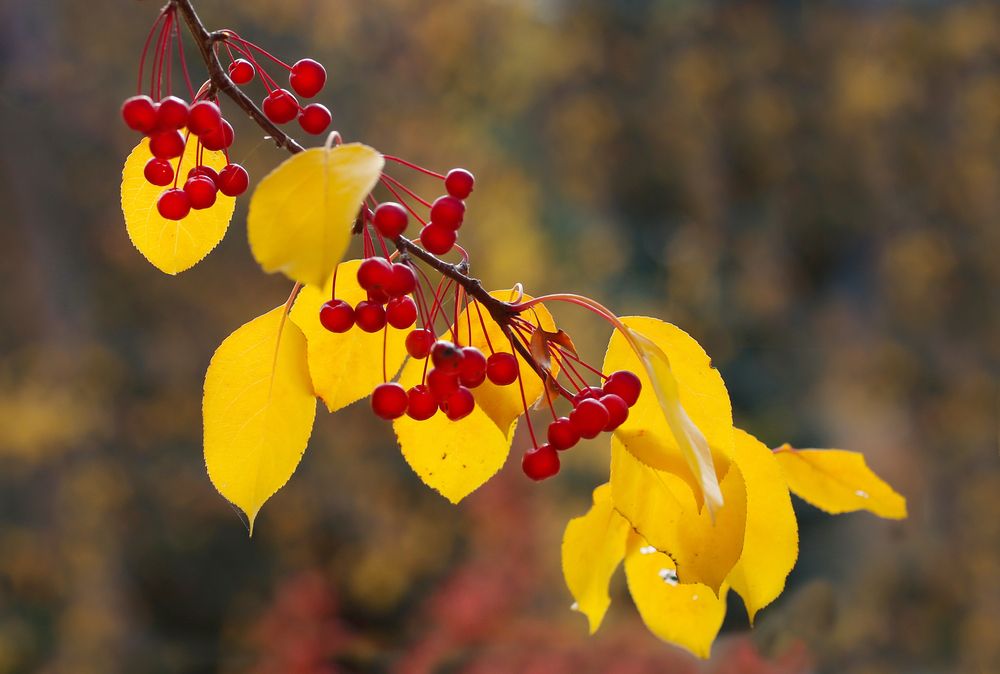 Photograph by Андрей Стародубцев