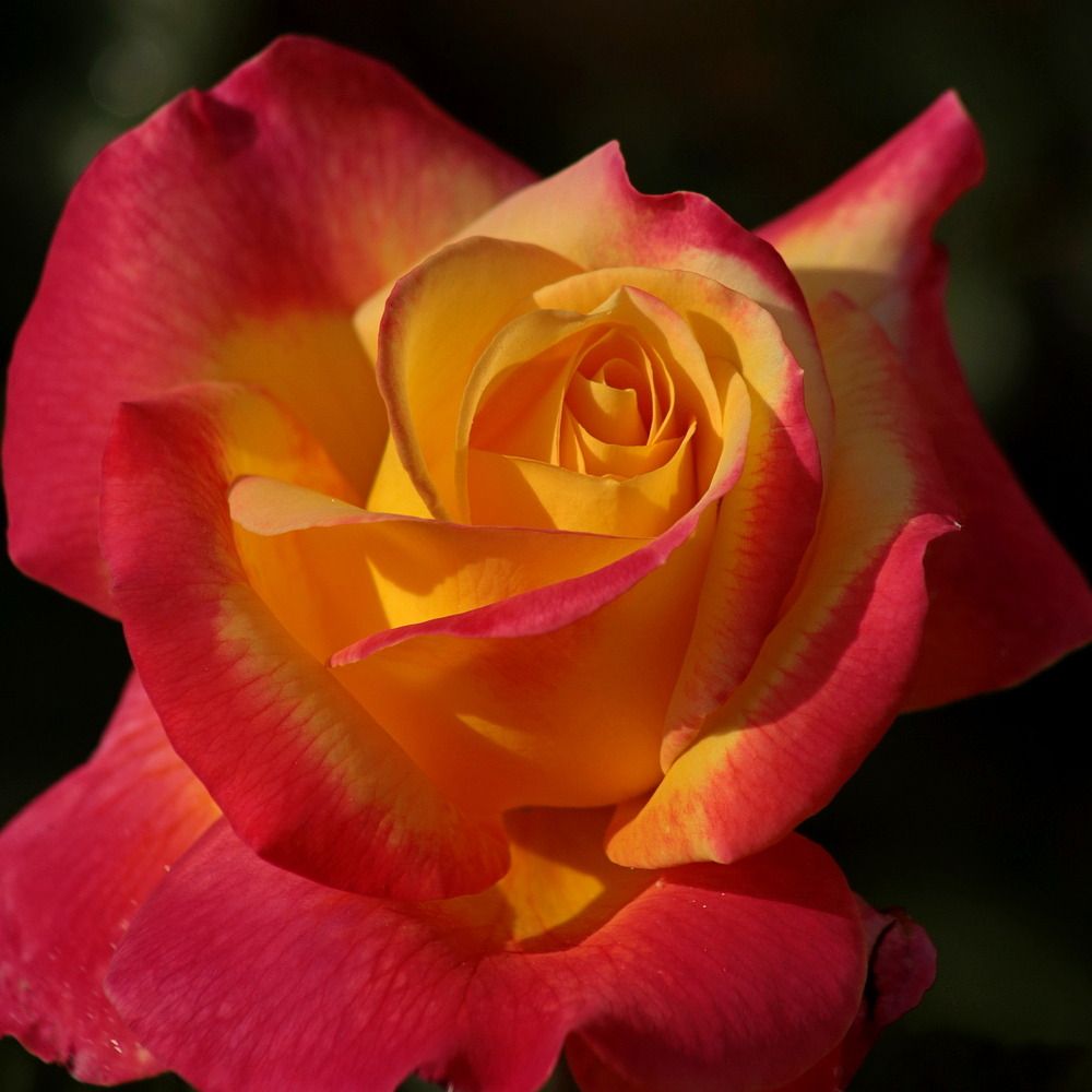 Фотография автора Александр Кожевников