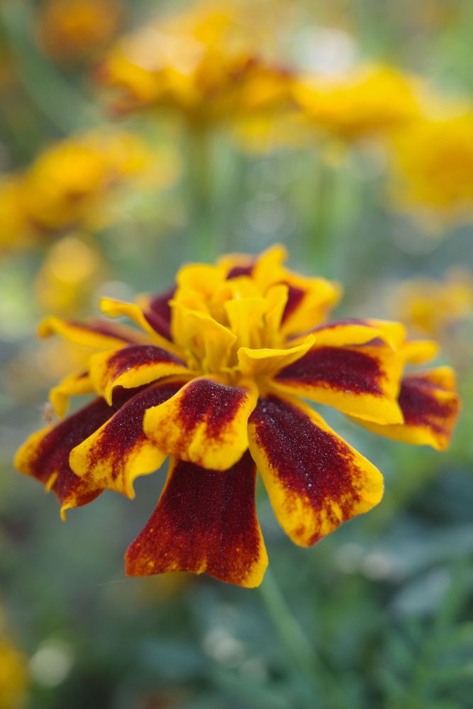 Photograph by Алла Никушкина