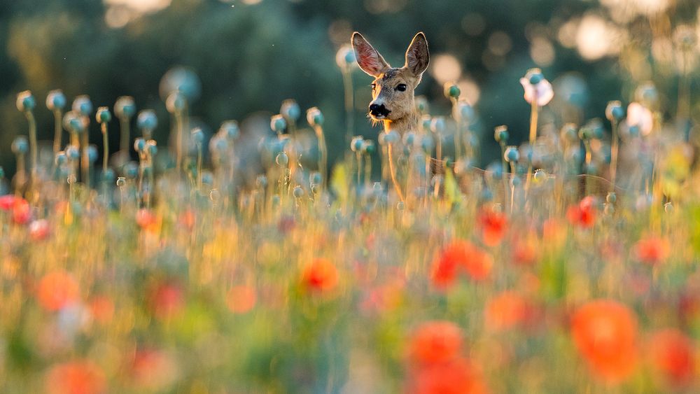 Фотография автора Ervin Horesnyik