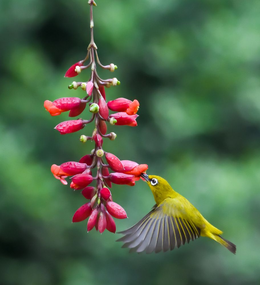 Photograph by Irene Chattopadhyay