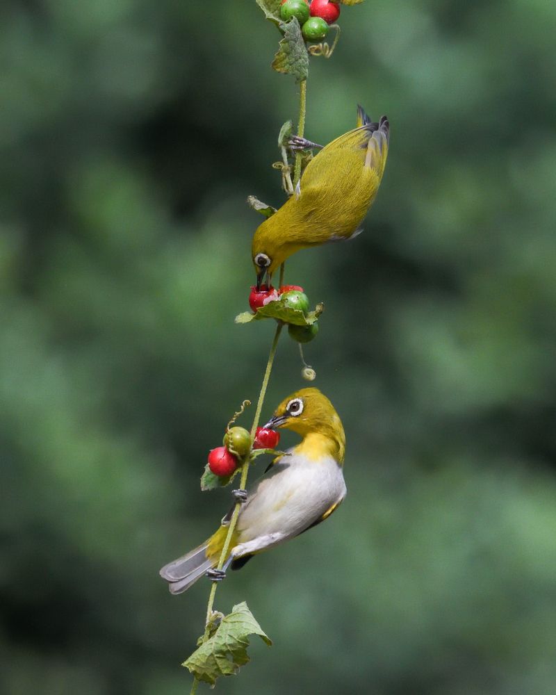 Фотография автора Irene Chattopadhyay