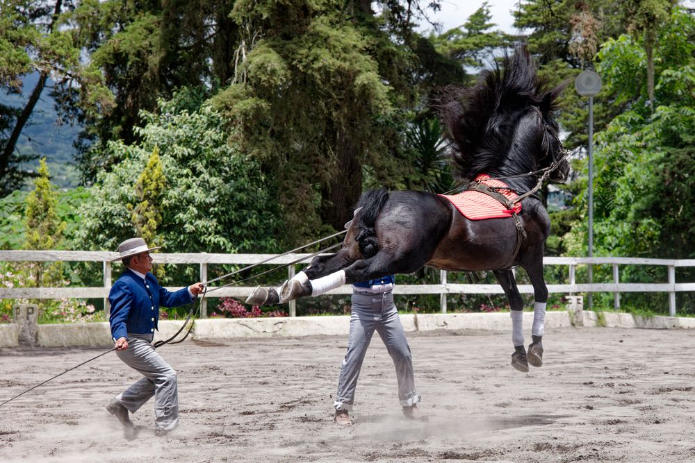 Horse training