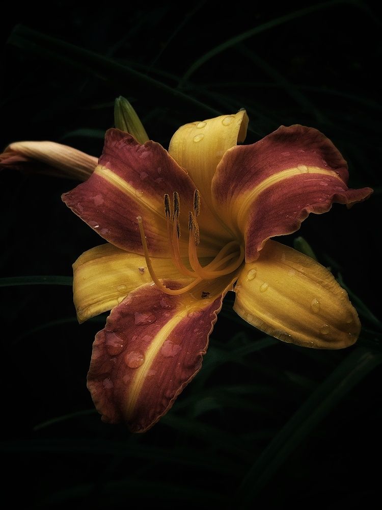 Photograph by Alexander Svetlov