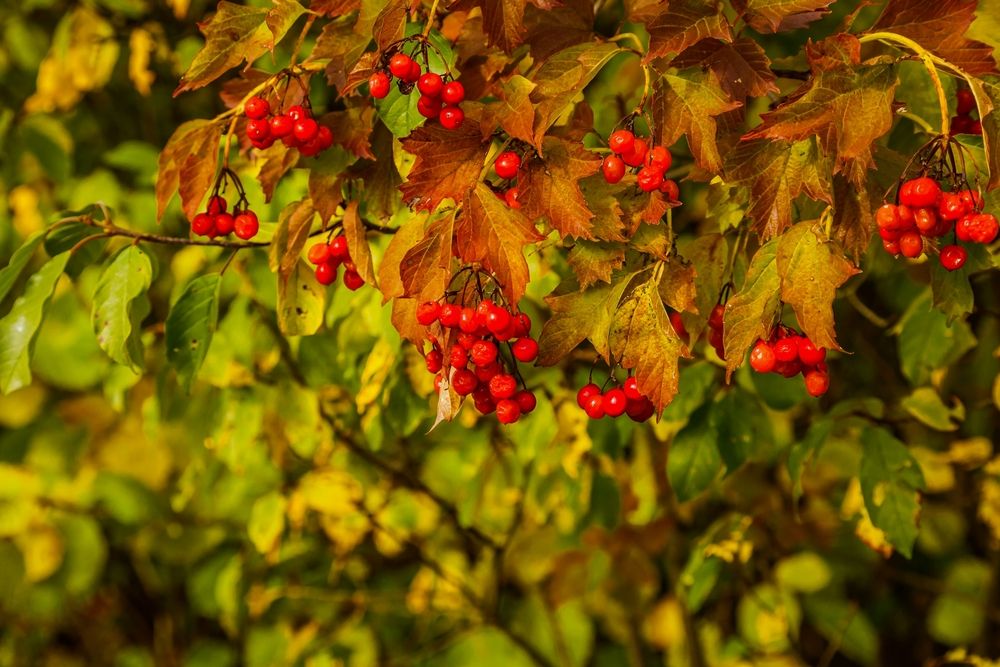 Фотография автора Игорь Сидун