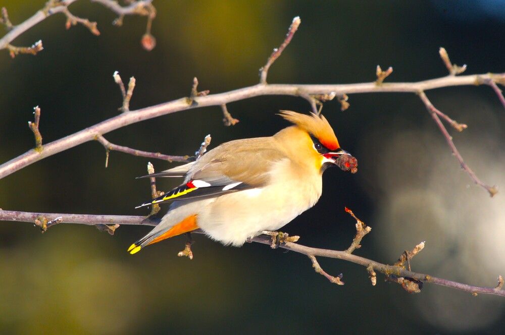 Фотография автора Елена Викторовна