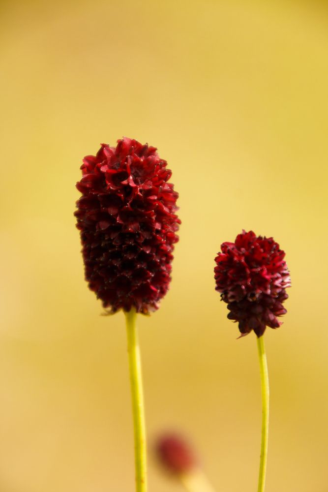 Фотография автора Tigran Simonyan