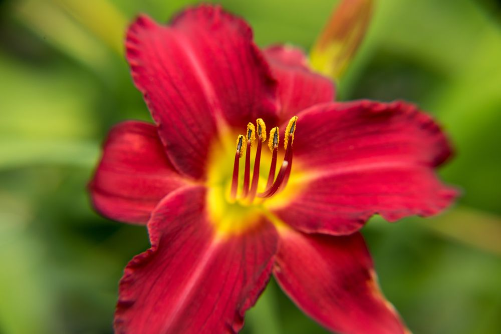 Фотография автора Denis Michelin