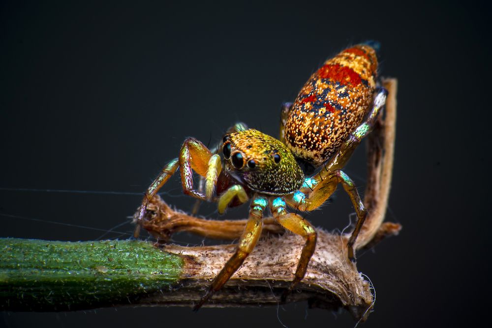 Фотография автора NeCoTi ChonTin