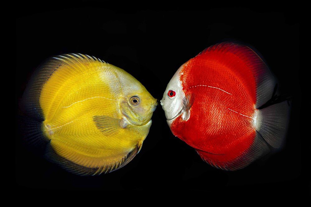 Photograph by NeCoTi ChonTin