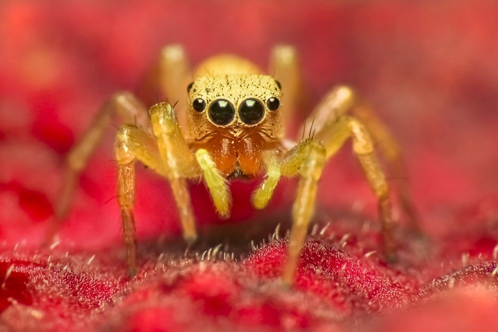 Фотография автора NeCoTi ChonTin