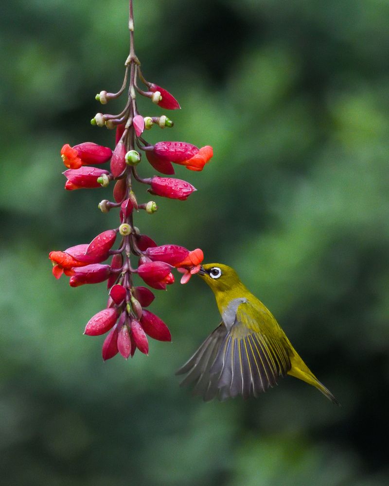 Photograph by Irene Chattopadhyay