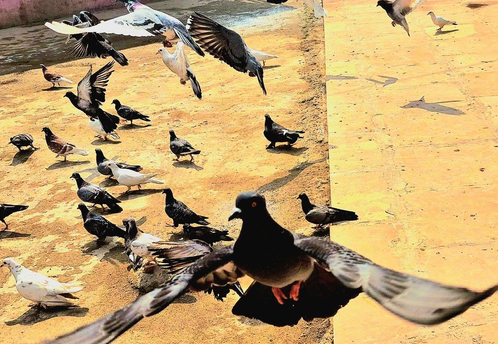 W birds Eye View