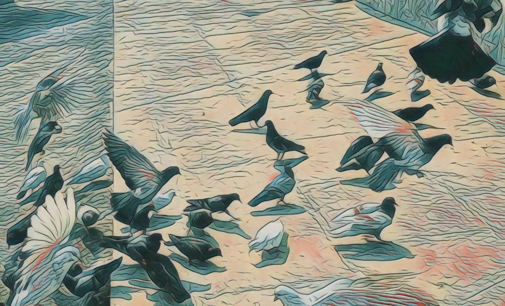 Birds on wing