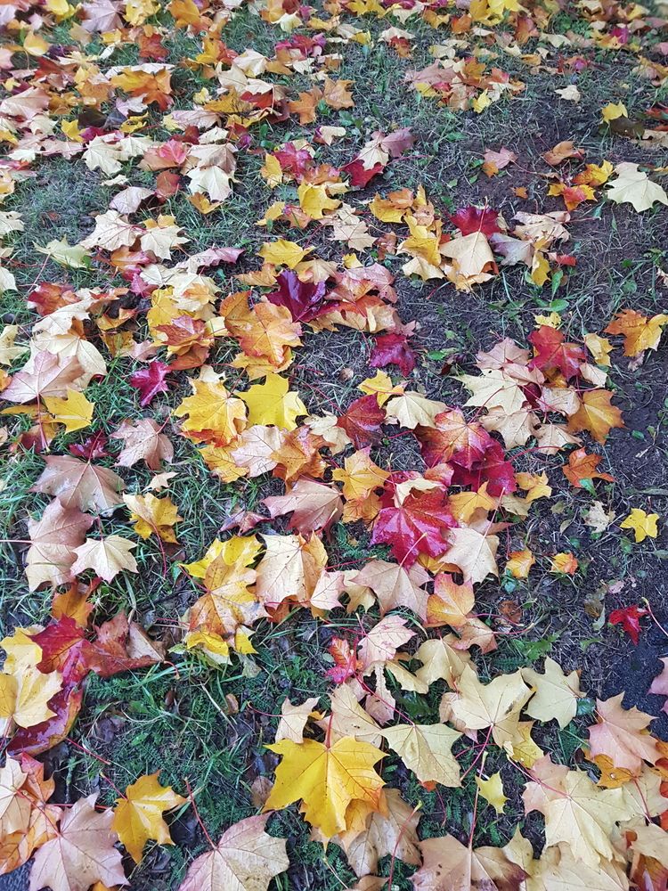 Фотография автора Anzhelika