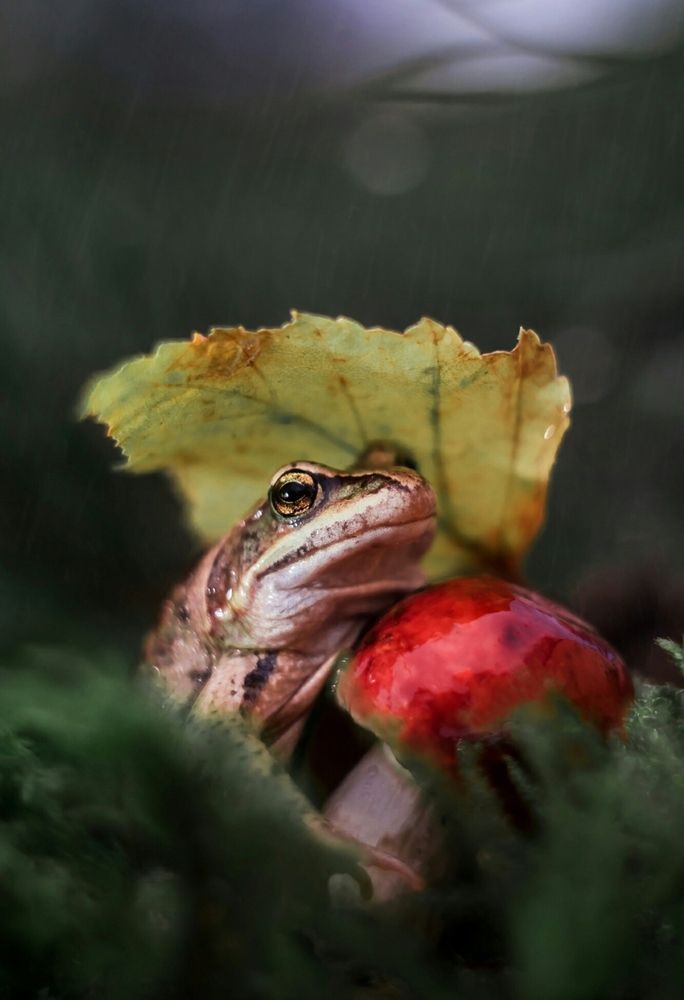 Photograph by Юлия Яремко