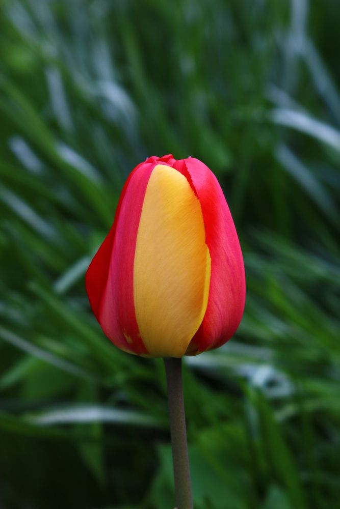 Photograph by Светлана Шуткова
