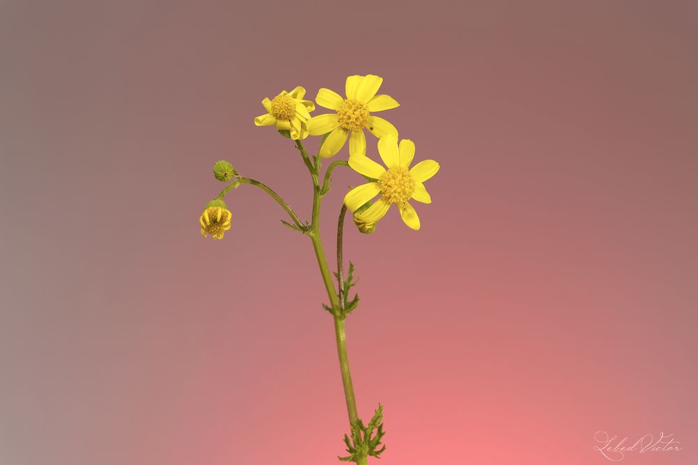 Фотография автора Виктор Лебедь