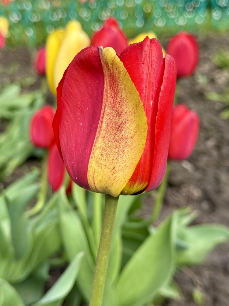 Photograph by Елена Смирнова