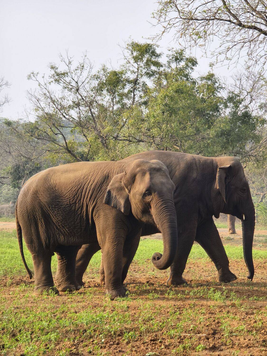 Two Asian Elephants