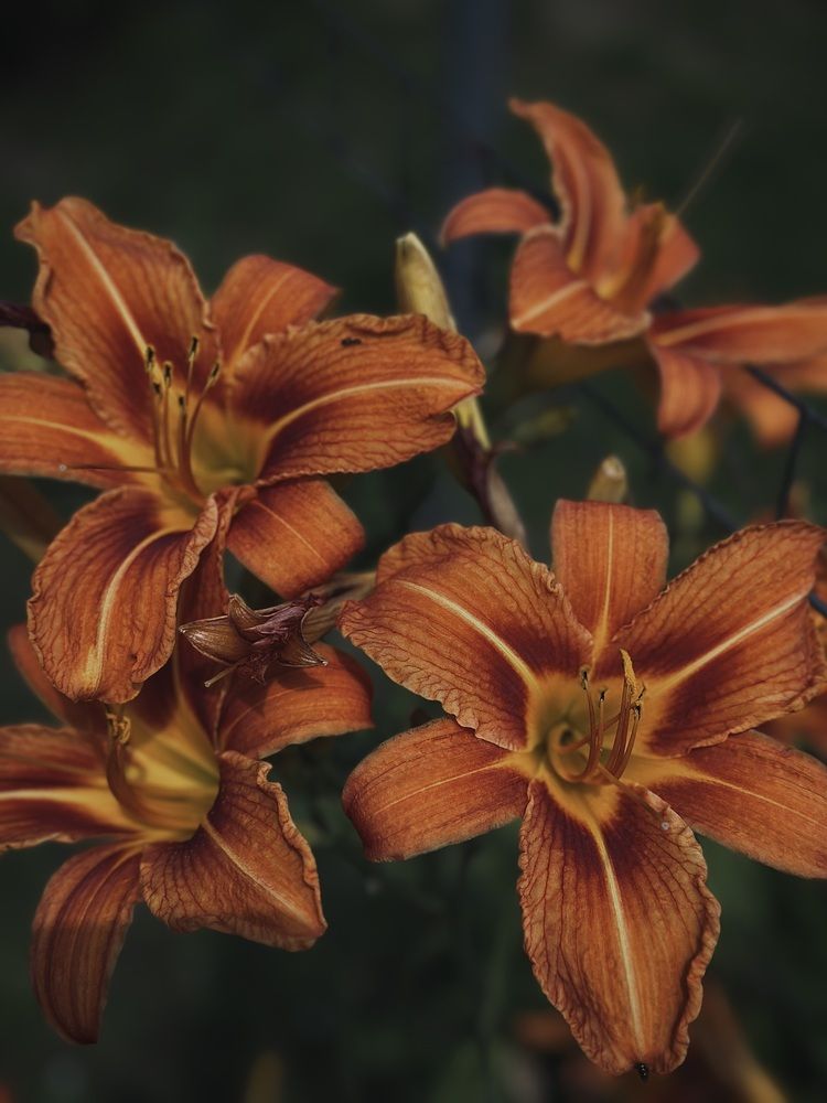 Photograph by Юлия Косинова