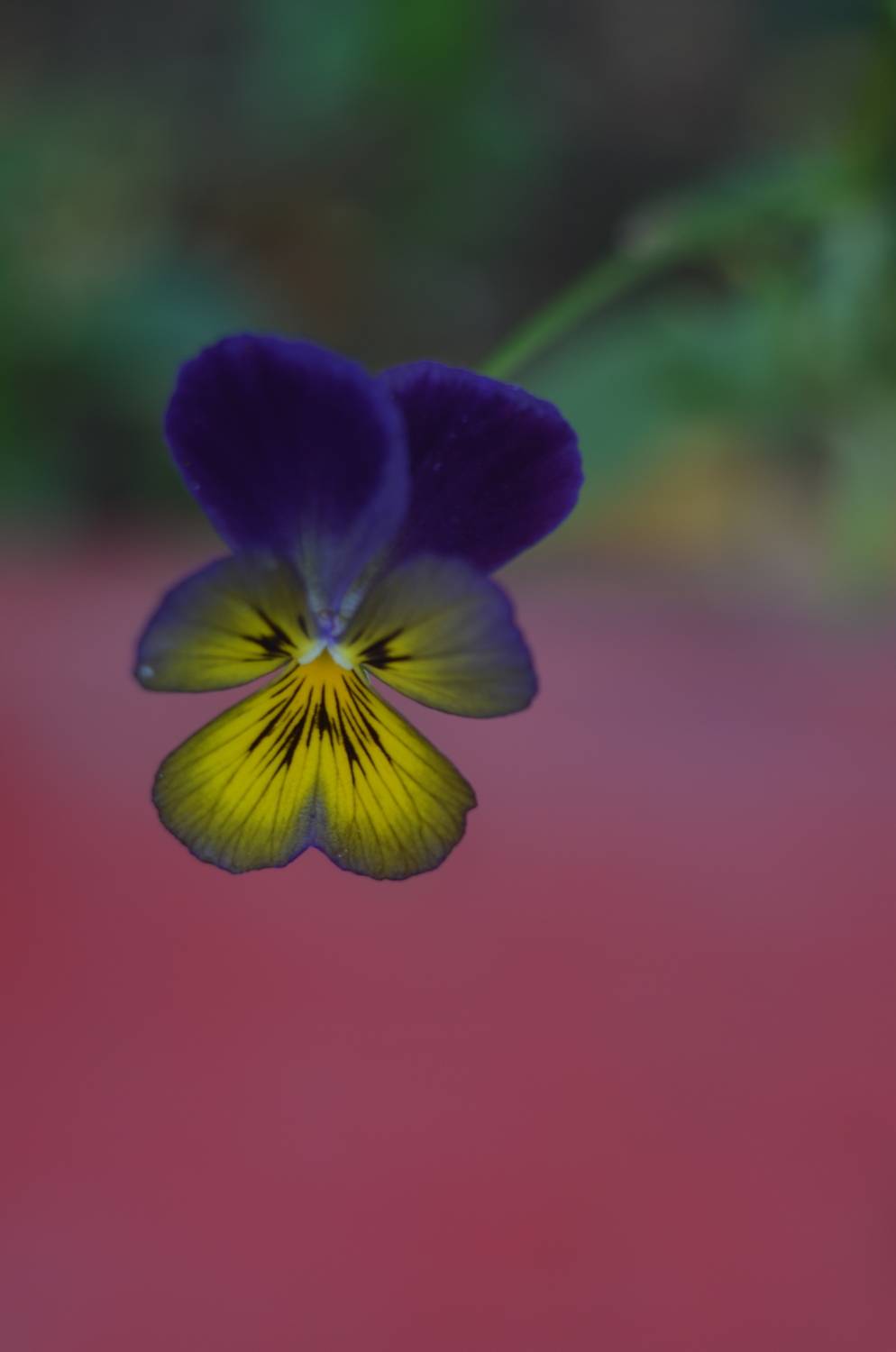 Фотография #13423005