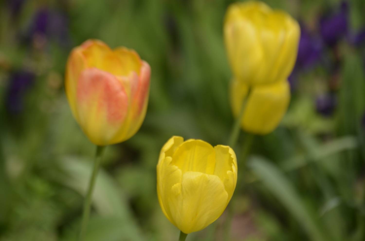 Фотография #13423019