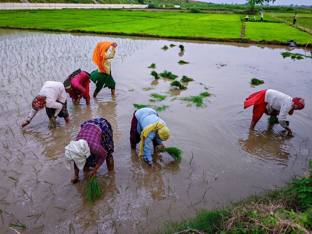 Фотография автора HARSHIT MISHRA