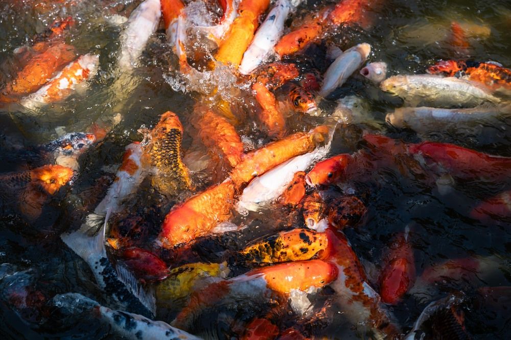 Фотография автора Татьяна