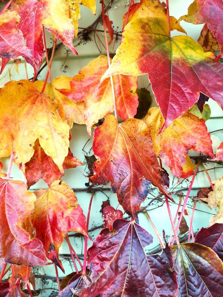 Photograph by Кристина