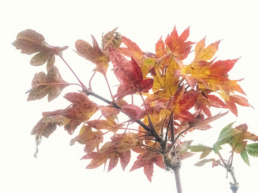 Photograph by Dyeyou