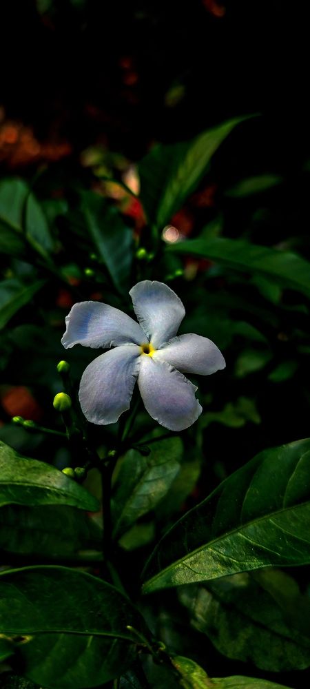 Silent white Blossom