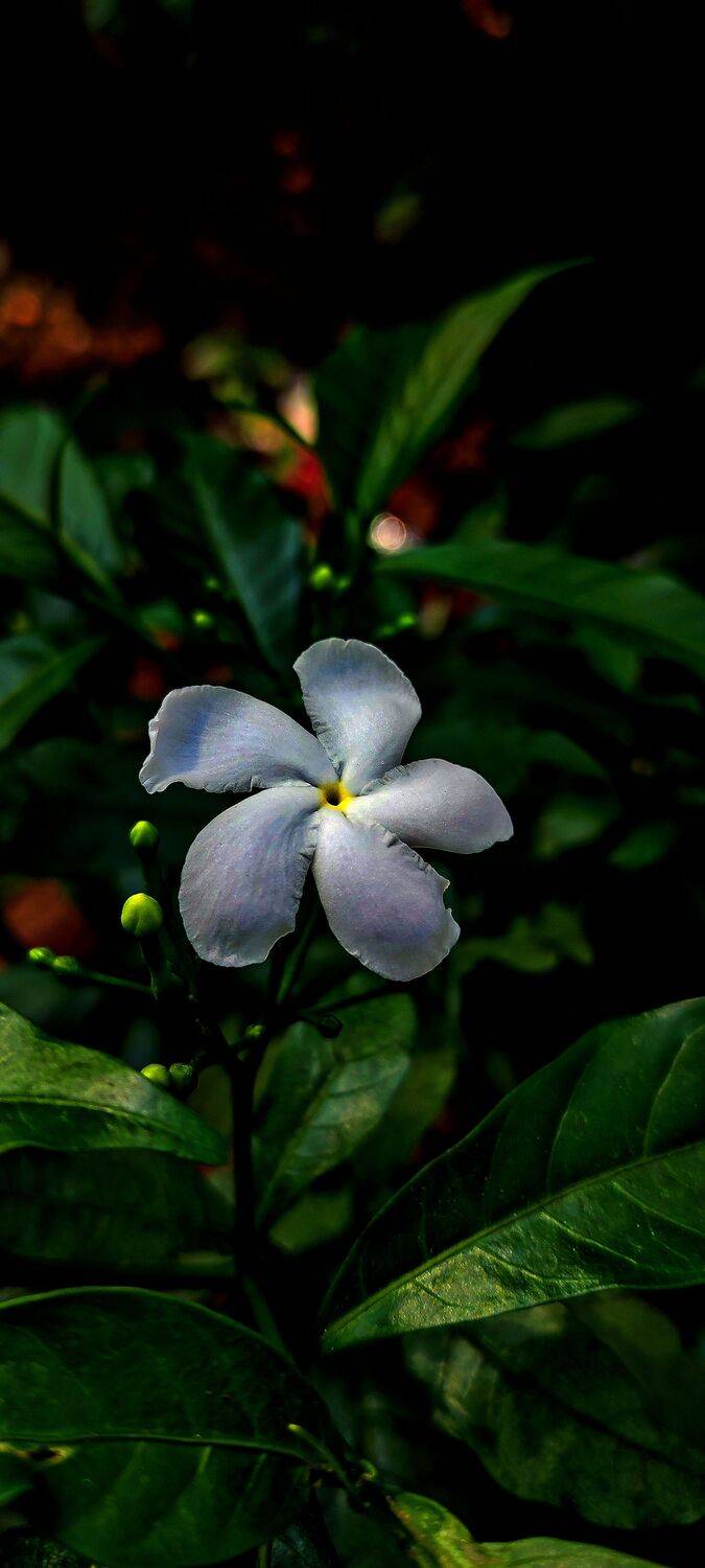 Silent white Blossom
