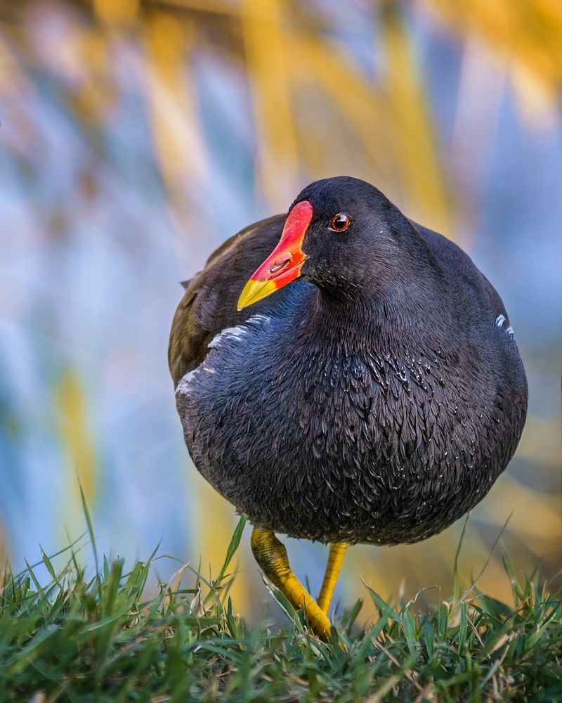 Photograph by Марина Ческис