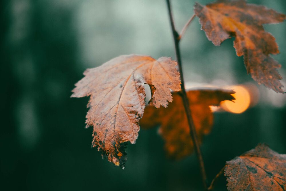 Photograph by Альберт Габбасов