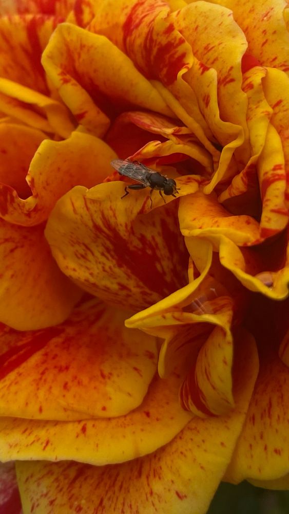 Photograph by Oksana Smorodina