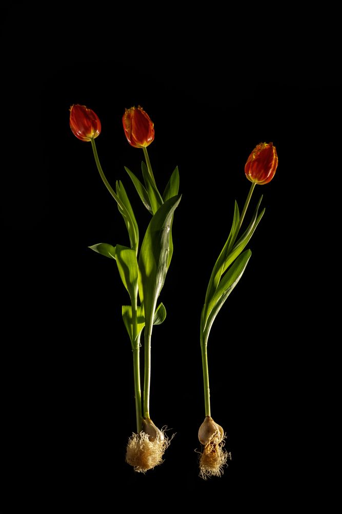 Photograph by Irina Grigoryeva