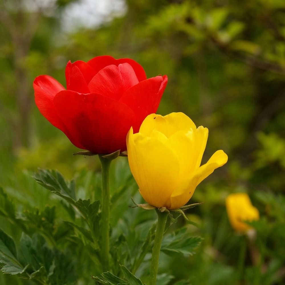 Photograph by Oksana Smorodina