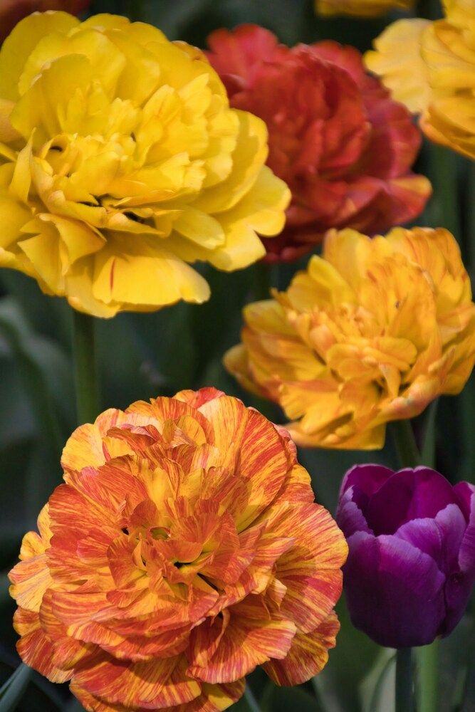 Фотография автора Eletskikh Georgii