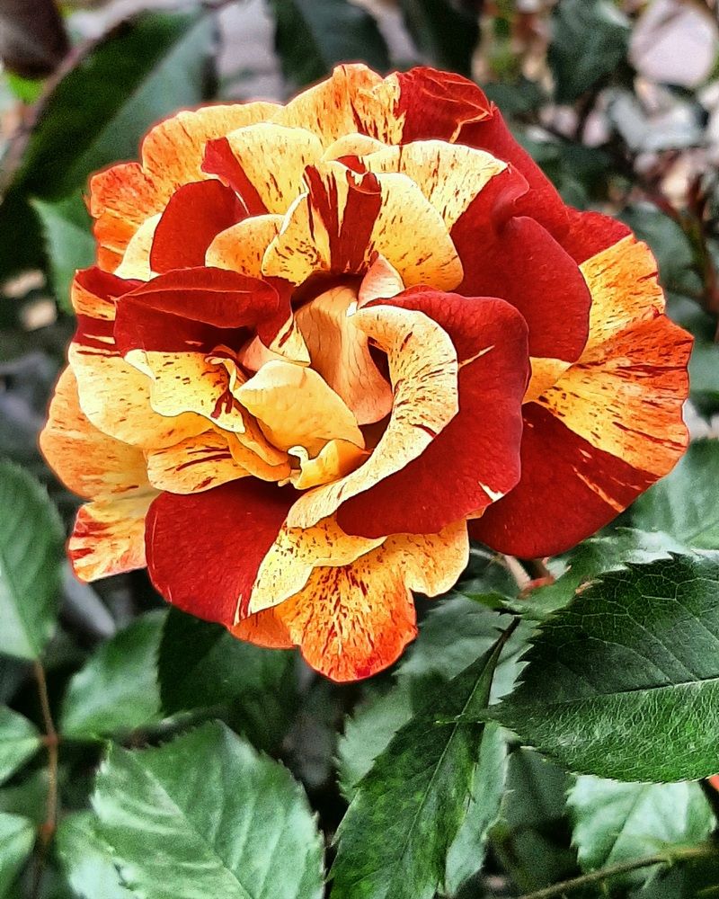 Фотография автора Наталья Гаврилова