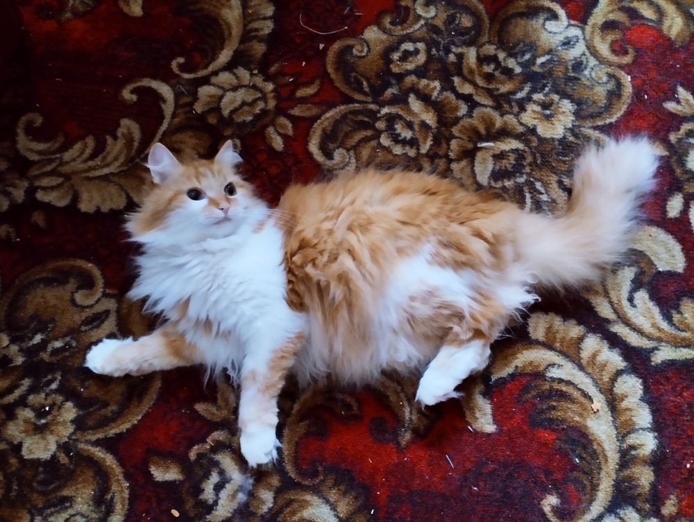 Фотография автора Надежда Болтунова